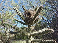 Birds nest in cholla