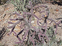 Purple branches of the walking stick cactus