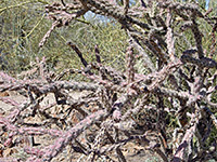 Tangled stems of staghorn cholla