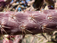 Short spines of staghorn cholla