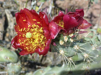 Red staghorn cholla flower