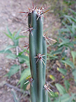 Staghorn cholla spines