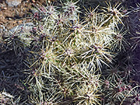 Plateau cholla spines
