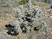 Upright form of Whipple cholla