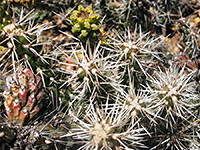 Whipple cholla cluster