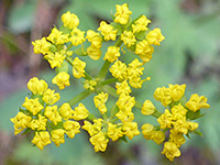 Tiny yellow flowers