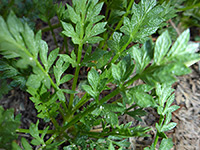 Pointed leaflets