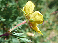 Flower and upper stem leaf