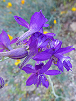 Purple flowers