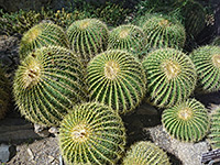 Golden barrel cactus cluster