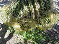Offsets of the golden barrel cactus