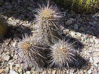 Three stems of Arizona claret-cup cactus