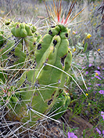 Spines of claret cup cactus