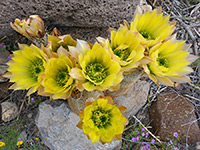 Large flowers of Texas rainbow cactus