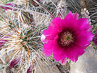 Large Engelmann hedgehog cactus flower