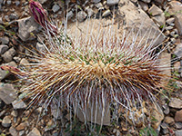 Many Engelmann's hedgehog cactus spines