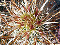 Young spines of Engelmann hedgehog cactus