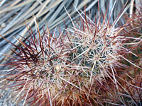 Two Engelmann's hedgehog cactus stems
