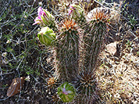 Greenish buds of Engelmann's hedgehog cactus