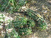 Echinocereus enneacanthus var brevispinus