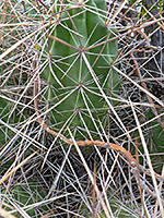 White cactus spines