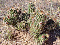 Small cluster of robust hedgehog cactus