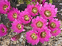 Many robust hedgehog cactus flowers