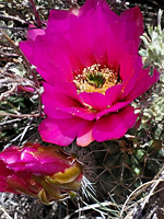 Richly-colored flower of Fendler's hedgehog cactus