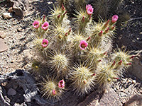 Flowering cluster of Nichol's hedgehog cactus