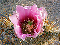 Nichol's hedgehog cactus flower