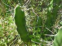 Green stems of ladyfinger cactus