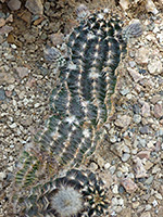Echinocereus reichenbachii var albertii