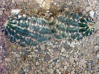 Echinocereus reichenbachii var perbellus