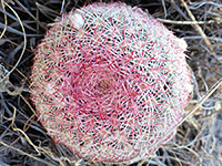 Pinkish spines of Arizona rainbow cactus