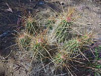 Dense strawberry hedgehog cactus spines
