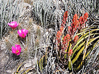 Three hedgehog cactus flowers