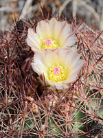 Pinkish flowers of woven spine pineapple cactus