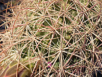 Overlapping spines of Johnson's pineapple cactus