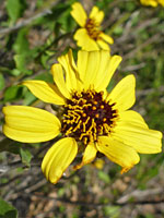 Brown-centered flowerhead