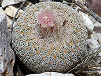 Spherical stem of the button cactus