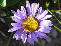 Yellow/purple flowerhead
