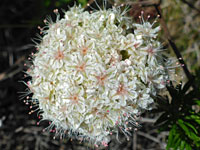 Spherical inflorescence