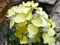 Pale yellow petals