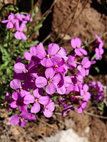 Group of pink flowers