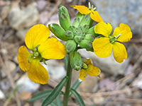 Green buds, yellow flowers
