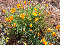 Antelope Valley wildflowers