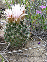 Small specimen of cob beehive cactus