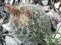 Pinkish buds of the cob beehive cactus