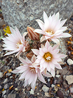 Four flowers of cob beehive cactus