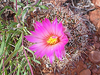 One flower of the common beehive cactus